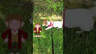 Yes, Im a part Hobbit dog #lifewithaldo #olddogthoughts
Aldo has opinions
Welcome to my channel! Im thrilled to have your support on this creative journey. If youd like to further support me, consider using these affiliate links below. Its a win-win situation where you benefit and it costs you nothing extra!
:
AMAZON ASSOCIATE LINK: https://amzn.to/4hcot1h using this links adds no cost to you but provides a small commission to me .
ECAMM LIVE: My go-to for all recording and streaming needs is ECamm Live. If youre intrigued by the design of my show, grab a free trial of eCamm using this link:
Amazon Wish List: Browse here and support the channel. https://amzn.to/3DQVcFU
Tube Buddy Affiliate: Enhance your YouTube experience with Tube Buddy. Click here to learn more. Tube Buddy Affiliate: https://www.tubebuddy.com/pricing?a=images
Additionally, you can find captivating Stock Photos for your projects at Wirestock.: https://wirestock.io/gretchen.shepherd.photography/portfolio
View & Purchase My Photographs: Visit Images by Gretchen for prints and merchandise. For special inquiries like Artist Originals or commissions, feel free to DM me or use the contact page on my website. https://www.imagesbygretchen.com
Art StoreFronts: This is my website provider for all my photography and more. It is great for all kinds of artists. Explore their offerings and request a demo here. https://blog.artstorefronts.com/?partner_id=6349409&utm_campaign=asf_member_sites&utm_source=asf_member_sites&utm_medium=proud_member_badge_footer&utm_term=blog_home_page_012020&utm_content=v1_jan21
FOURTHWALL: I have recently made some of my recent artwork,books, Finding the Beauty apparel and more available on Fourthwall. Take a look here https://images-by-gretchen-gretch-shop.fourthwall.com
MUSIC and Design: Opening Videos and Scenes Design: I craft these using programs like Adobe Express, Canva, and mainly eCamm Live.
Remember, every click, like, and share helps this channel grow and brings more wonderful content your way. Thank you for being a part of this community and supporting my passion for sharing stories and creativity with the world.
Keep an eye out for new uploads and updates by subscribing to the channel and hitting the notification bell. Lets keep spreading joy and inspiration together!
And dont forget to join our vibrant community on social media. Follow me on Instagram, Twitter, and Facebook for behind-the-scenes glimpses, updates on upcoming projects, and engaging conversations with fellow book lovers and creators.
If you have any suggestions, requests, or just want to say hello, dont hesitate to reach out. Your feedback means a lot and helps me tailor the content to better suit your interests and preferences.
Thank you once again for your incredible support. Lets continue this journey together, exploring the magic of literature and creativity!
Also, if youre an author, illustrator, or publisher interested in collaborating or featuring your work on this channel, Id love to hear from you! Drop me a message via email or through the contact form on my website. Lets explore the possibilities of working together to share your amazing stories with our audience.
Thank you once again for being a part of this incredible community. Your support fuels my passion for creating and sharing stories, and Im deeply grateful for each and every one of you.
Lets continue to find beauty, hidden in plain sight, together!
Wishing you endless inspiration and joy,
Gretchen Yes, Im a part Hobbit dog #lifewithaldo #olddogthoughts