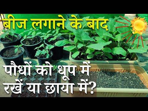 वीडियो: बीज से घर पर ख़ुरमा उगाना। क्या घर पर बीज से ख़ुरमा उगाना संभव है? घर पर एक बीज से ख़ुरमा कैसे उगाएं?