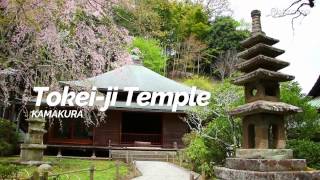 Tokei-ji Temple,Kamakura | Japan Travel Guide
