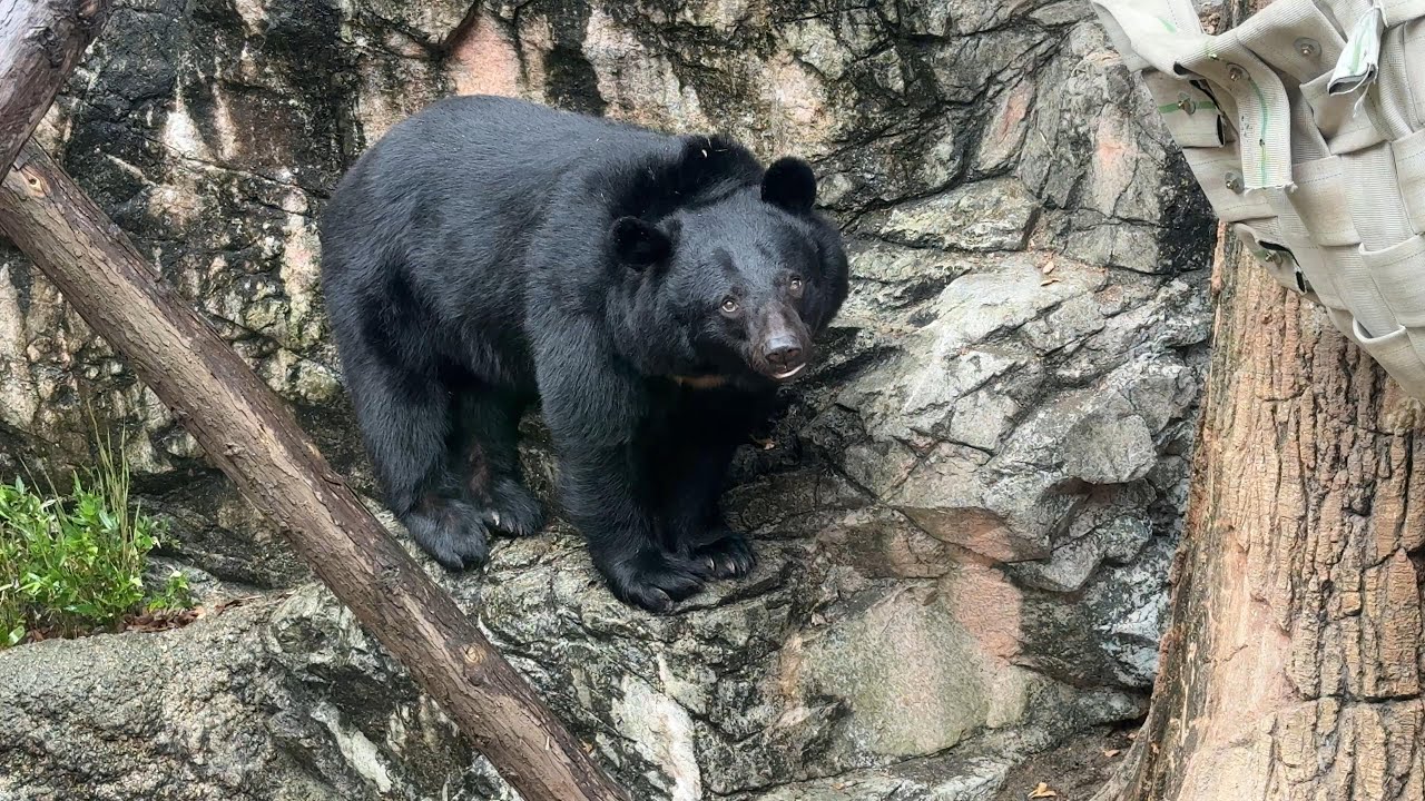 雨宿りするツキノワグマ【‎2025年‎6月10日】【上野動物園】 - YouTube