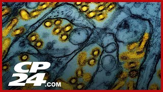 Preventing bird flu from adapting to human hosts