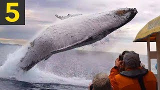 Top 5 AMAZING Whale Spotting Moments