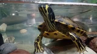 How smart are turtles?