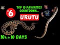 The Urutu: A Rare and Deadly Snake