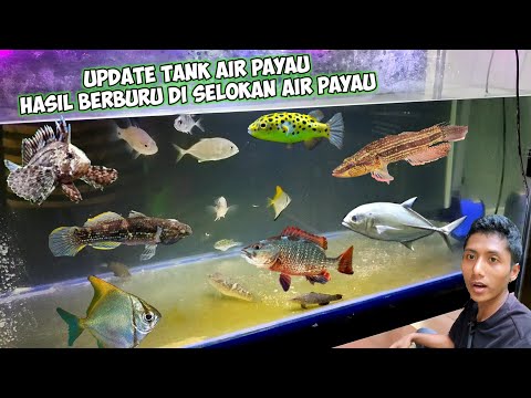 Ikan Goby Air Payau