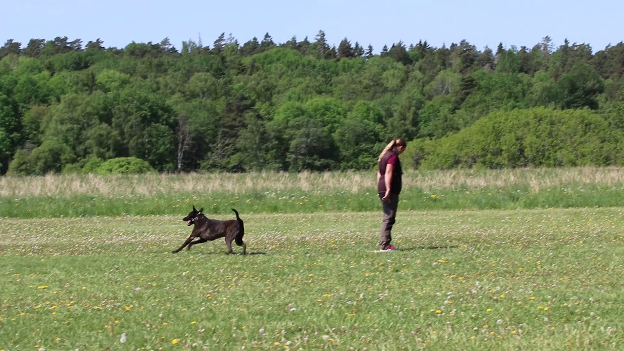 Ace appell budföring 180527