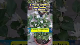 3 Trucos Infalibles para Cuidar tu Jazmín