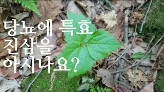 큰참나물(진삼)의효능과 단풍마의 효능