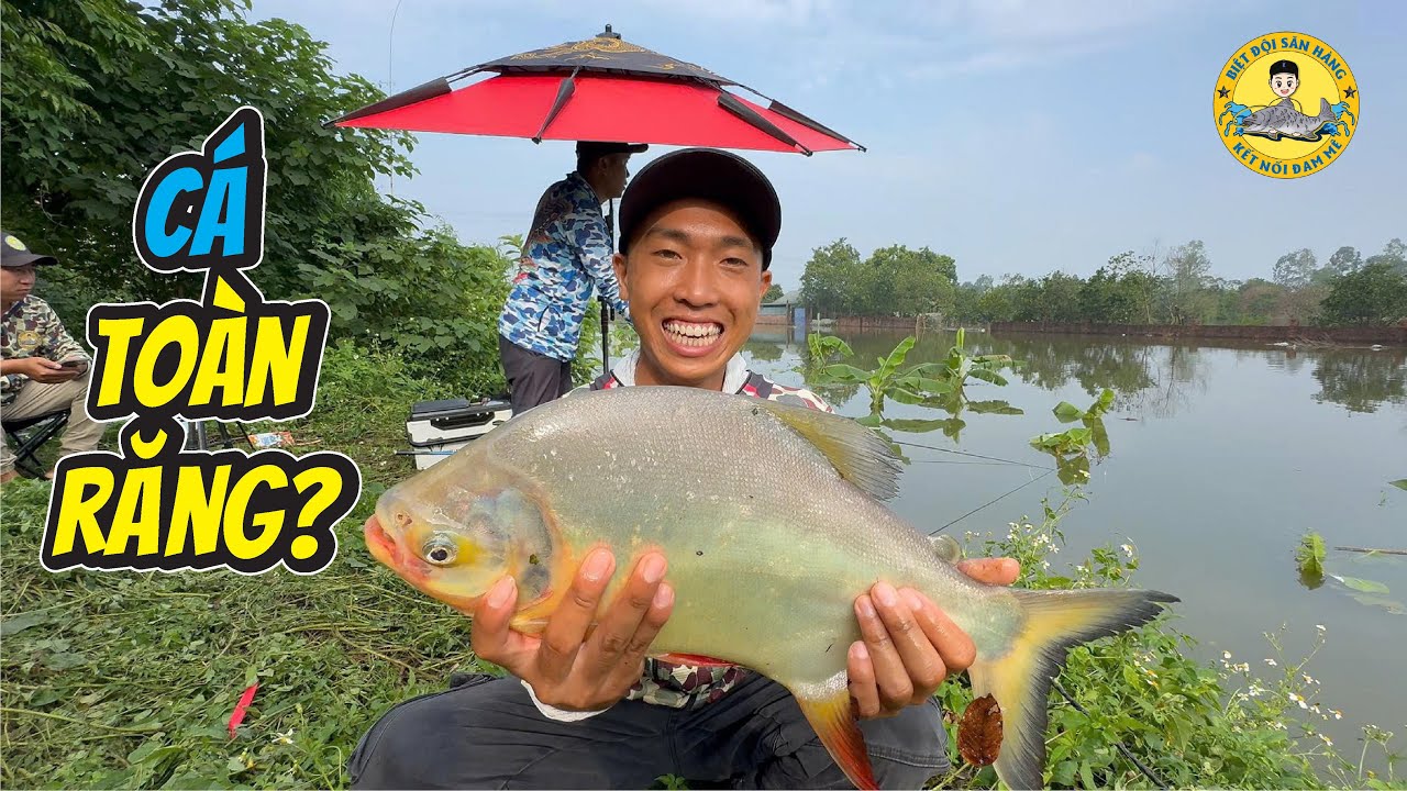 Câu Cá Mùa Lũ: Cá Toàn Răng Là Răng ??