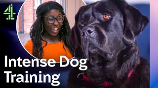 Disobedient Dogs Need Urgent Training | The Dog Academy | Channel 4