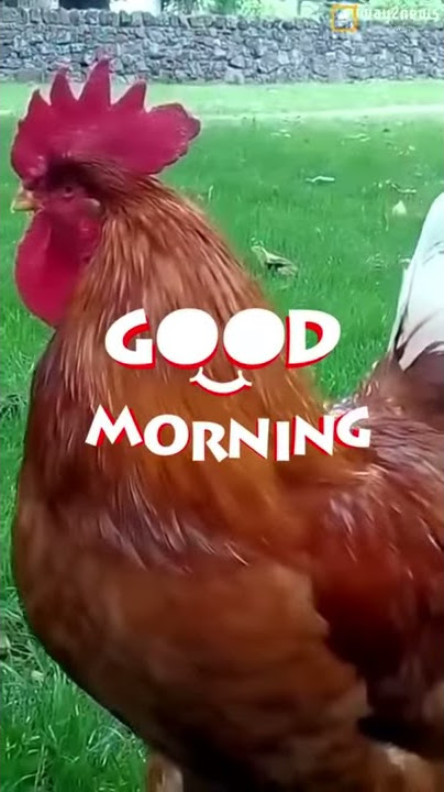 Alarm ayam Bangun pagi ke sekolah