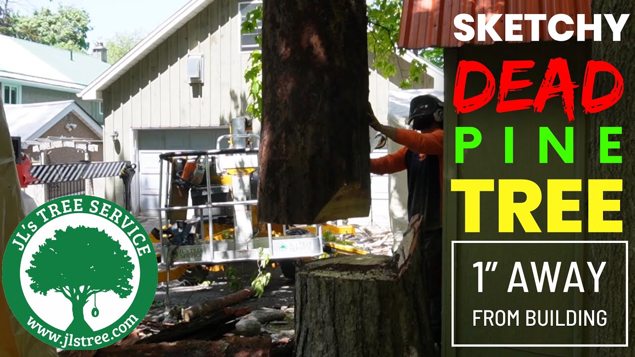 Sketchy dead pine tree removal - YouTube
