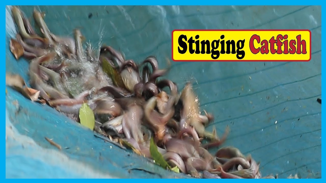 Biggest Stinging Catfish Farm in a Long FishPond of My Village Fish