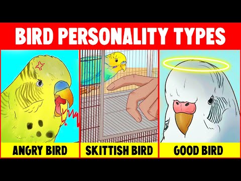 Top 5 Bird Personality Types