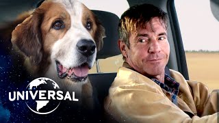 A Dog's Purpose (5th Anniversary) | Bailey Finds Ethan