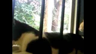 AISHA PLAYING WITH KALU.mp4