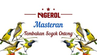 Masteran Tembakan Sogok Ontong