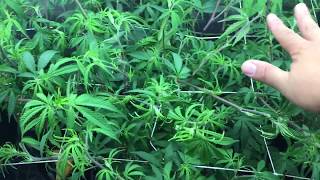 Major defoliation and Super Cropping Part 2.