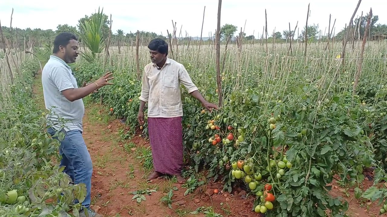 ಟೊಮೆಟೊ ಬೆಳೆಯಲ್ಲಿ ವೈಜ್ಞಾನಿಕ ಪದ್ಧತಿ ಅಳವಡಿಕೆಯಿಂದ ಯಶಸ್ವಿ ಯಶೋಗಾತೆ ಹಾಗೂ ಪ್ರಶಂಸೆಯ ಮಾತು