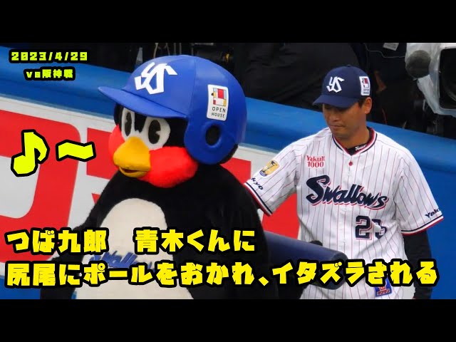 つば九郎 青木くんに尻尾にポールをおかれ、イタズラされる 2023/4/29