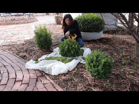 Trimming Boxwoods! ✂️🌿// Garden Answer