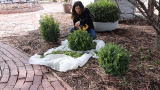 Trimming Boxwoods! ✂// Garden Answer