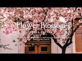 [Piano] Piano songs you want to listen to while looking at flowers l GRASS COTTON 