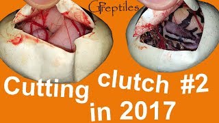 Celebrity Cutting Clutch #2 - Pastel Highway Ball Python :D Wealth