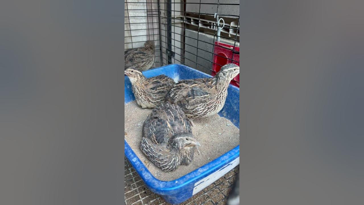 Quail poop 💩 quails quilling coturnixquail birds fypシ wtf viral