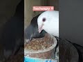 Parents Eating To Feed Babies بابا و ماما بياكلوا عشان ياكلوا الولاد Explore Cutebabies Pigeon