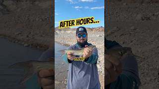 Un Pe Poisson-Chat À Echo Bay  Ça A Demandé Du Travail -Chat