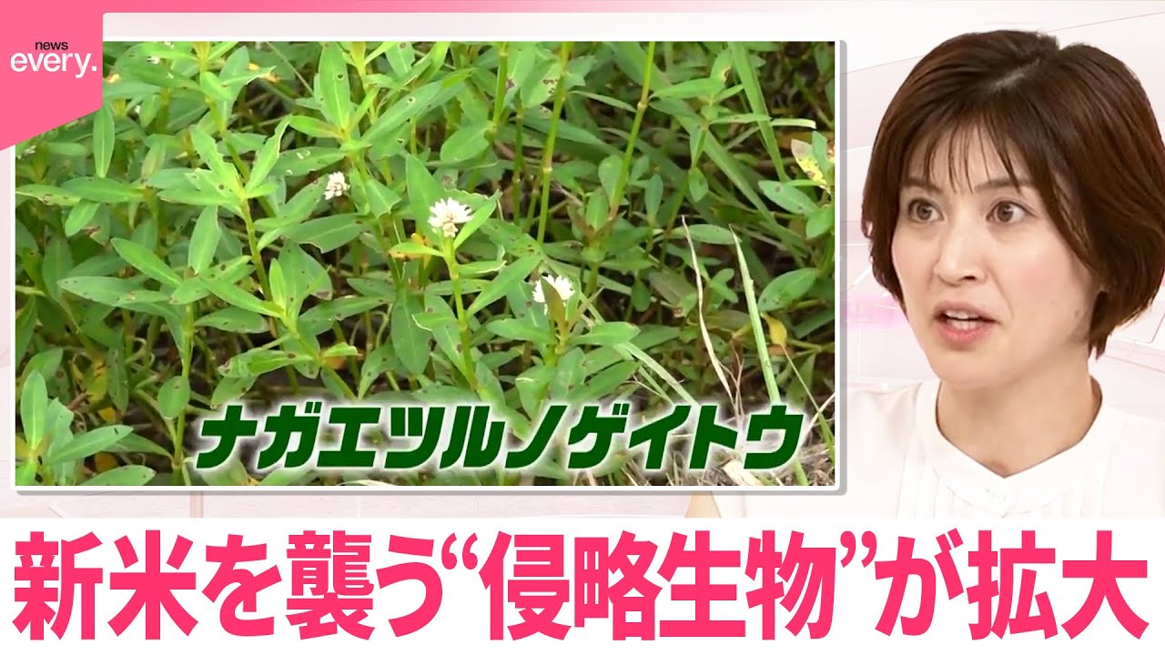 【なるほどッ！】新米を襲う“侵略生物”が拡大…水草・ナガエツルノゲイトウ  繁殖で災害リスクも