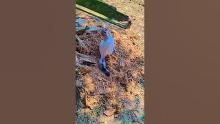 #vairalshort #comedymove #catfunny #funny #vairalshort