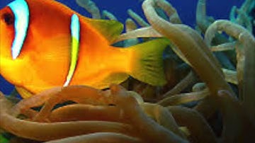 تلاوة خاشعة من سورة يس