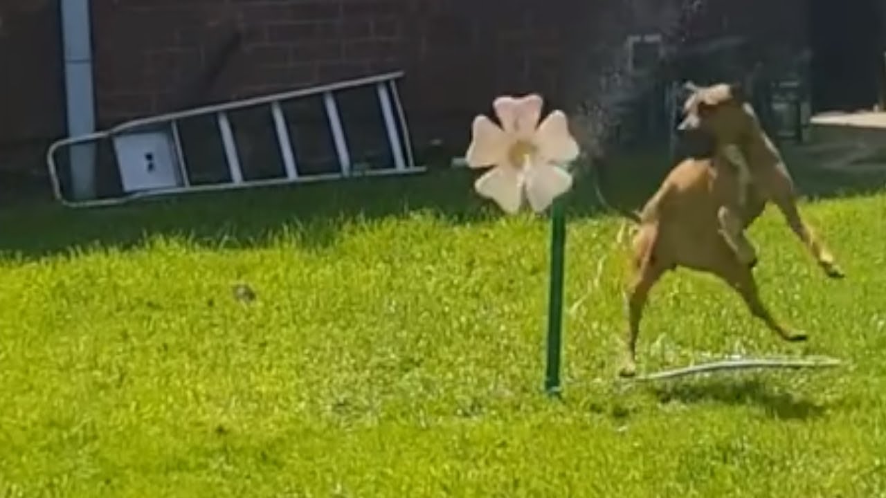 videos for cats Water-loving dog plays with dancing water flower