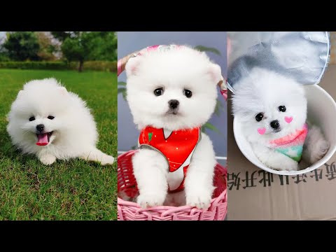 Tik Tok Chó Phốc Sóc Mini 😍 Funny and Cute Pomeranian #56