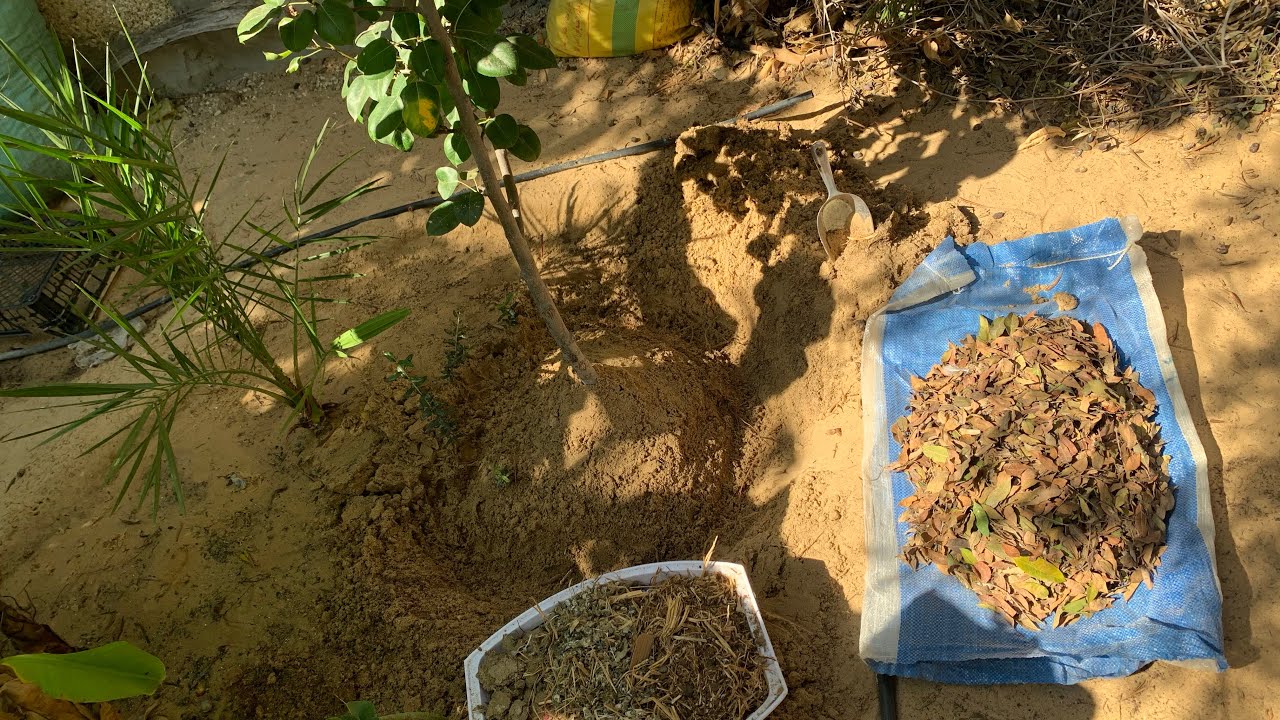 تسميد الأشجار والنباتات بسماد طبيعي بالتفصيل ، وأفضل موعد للتسميد