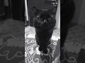 cat 🐱 #cattrending #trending #quet cat #ytshorts #love #song #shortsfeed