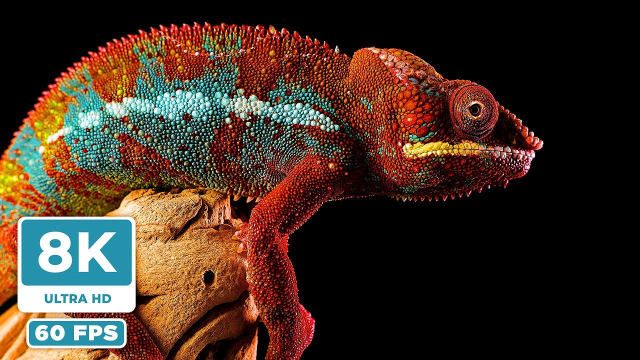 Real 8K 60FPS ULTRA HD | EXPLOSIVE COLORS for OLED TV Test (4320p)