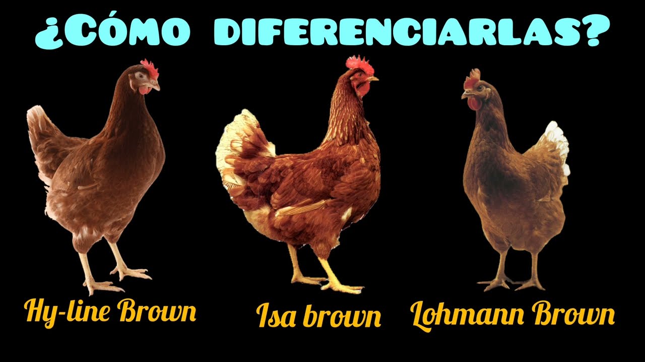 ¿Cómo diferenciar la gallina Lohmann Brown de la Isa Brown y Hy-line Brown si son del mismo color?