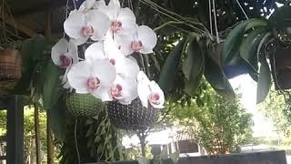 Download Lagu Lautan Dan Api MP3