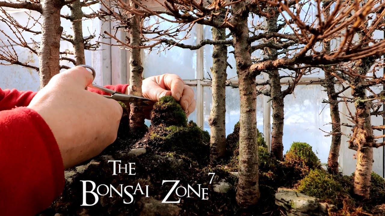 Winter Work on my Larch Bonsai Forest, Part 4, The Bonsai Zone, Feb 2020