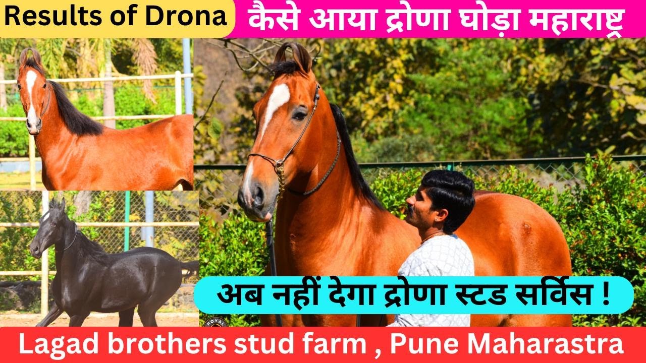 Как Дрона попал в Махараштру? || Теперь конный завод Дрона не будет предоставлять услуги || Конны...