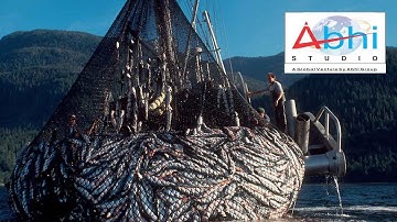 Automatic Fish Processing Packaging Factory