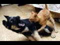 NINJA chats vs chiens - Qui gagne?