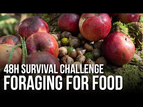 48h Survival Challenge: Foraging for Food
