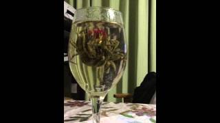 ジャスミン茶が開く