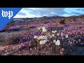 A botanist explains how life blooms in Death Valley