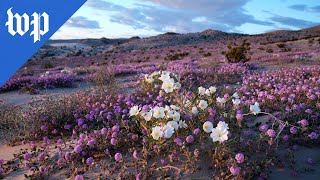 A botanist explains how life blooms in Death Valley