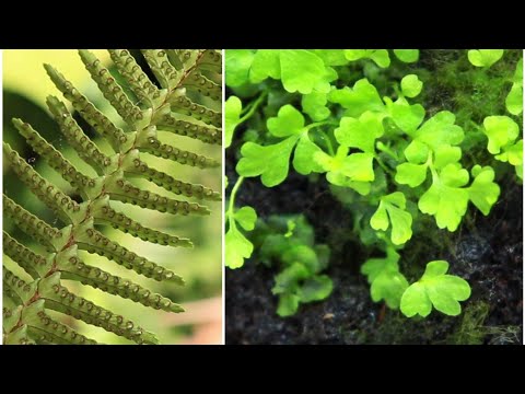 فيديو: معلومات عن السرخس الفاتر: تعرف على زراعة نباتات السرخس المتجمدة